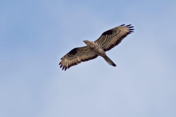 European Honey Buzzard