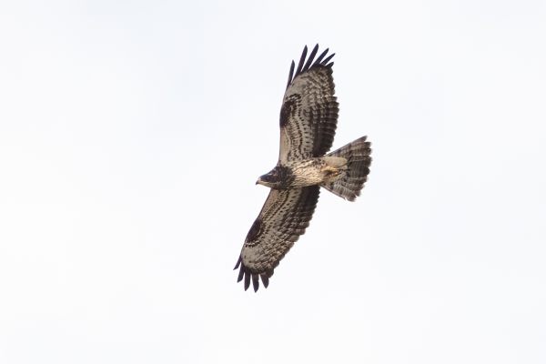 European Honey Buzzard