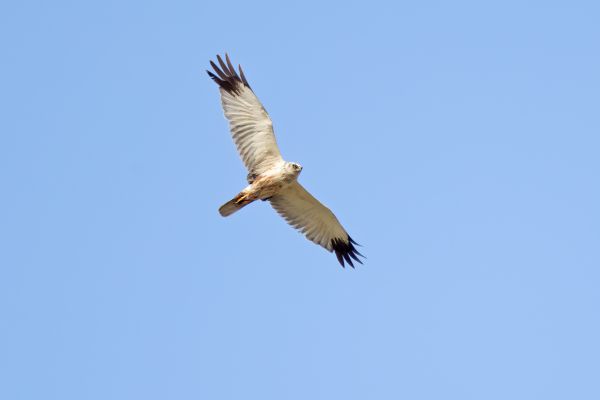 Western Marsh Harrier