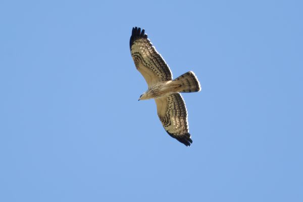 European Honey Buzzard