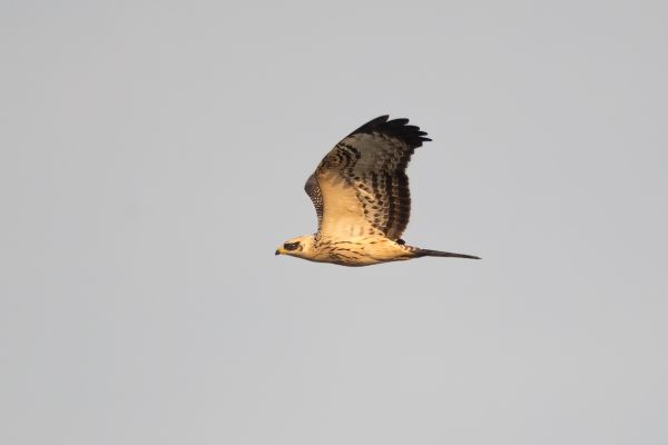 European Honey Buzzard