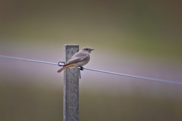 Black Redstart
