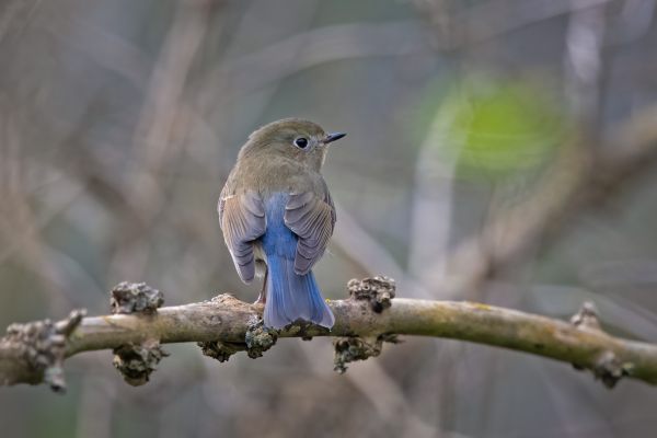 Red-flanked Bluetail