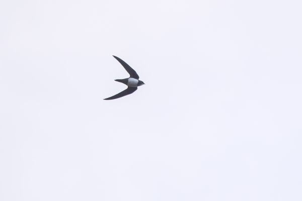 Alpine Swift