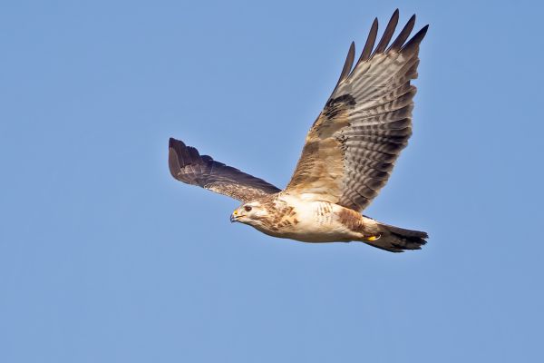 Common Buzzard