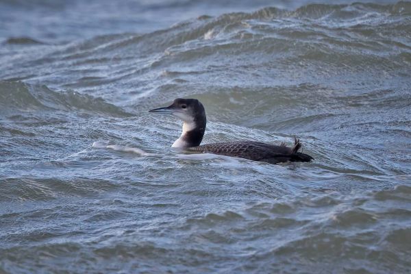 Common Loon