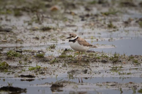 Little Ringed Plover