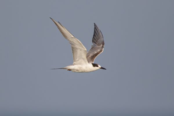 2016-02-13-common-tern-0005A7E78CE8-A0B4-023F-2855-6E85F094D1D4.jpg