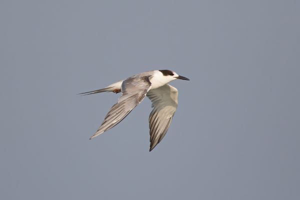 2016-02-13-common-tern-001258CF903B-749E-0530-FA99-8536C54EFA15.jpg