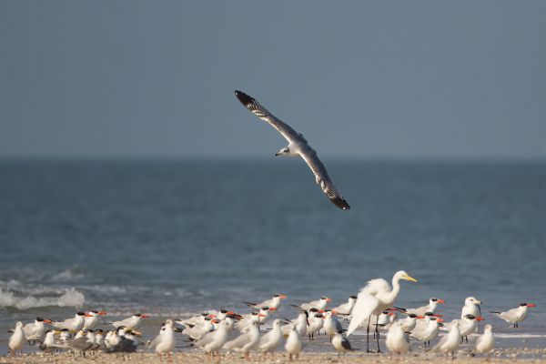 2016-02-13-pallas-s-gull-00015A9B0B78-353F-DC34-81A9-5C573DF8E2F9.jpg