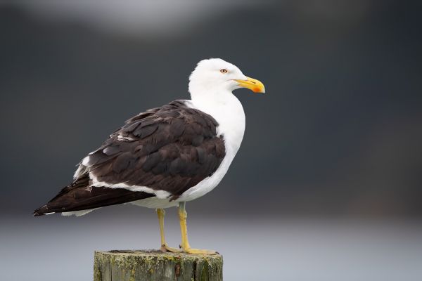 2019-02-23-kelp-gull-0003-bewerkt30F11D73-77F2-62CD-9856-ABC6EF97B61A.jpg