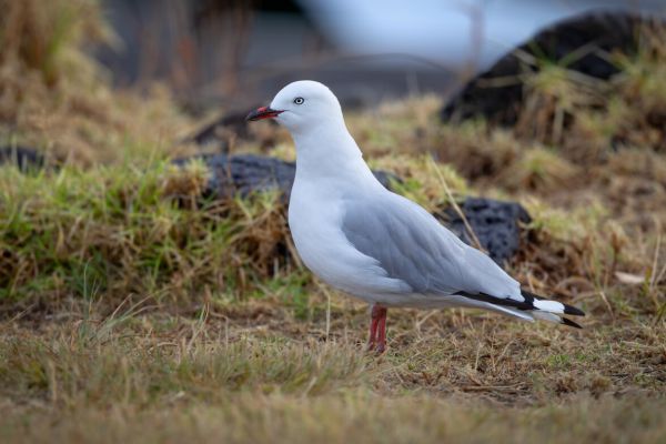 2019-02-23-silver-gull-0001-bewerkt545982D4-7B7B-33C5-8A6E-DE0588DCAC36.jpg