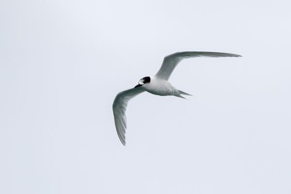 2019-02-23-white-fronted-tern-0003-bewerkt341EF9F4-C8BB-9B4C-0571-B081C61BB710.jpg