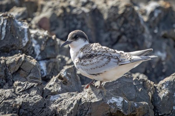 2019-02-24-white-fronted-tern-0001F2D427EA-9761-CE4C-8485-4CB83945EE55.jpg