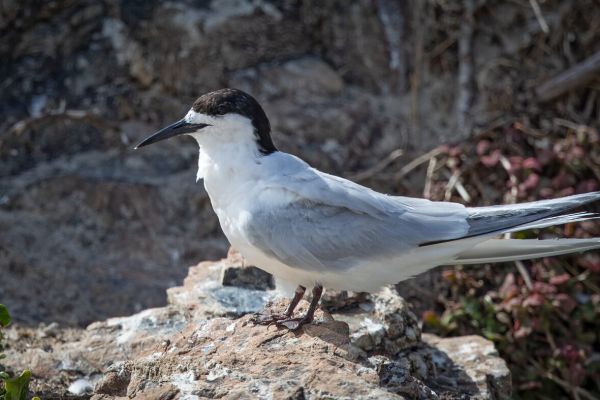 2019-02-24-white-fronted-tern-0008F3DBFCE9-3FB5-6613-69A5-F87DFE2CF348.jpg