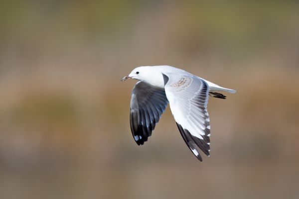 2019-02-26-silver-gull-0010F5DDE393-0E1A-64E0-CC1D-345F55834FA4.jpg