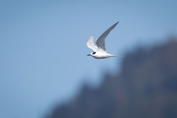 2019-03-03-white-fronted-tern-0001C22988CA-5023-4118-8768-A9647B60151A.jpg