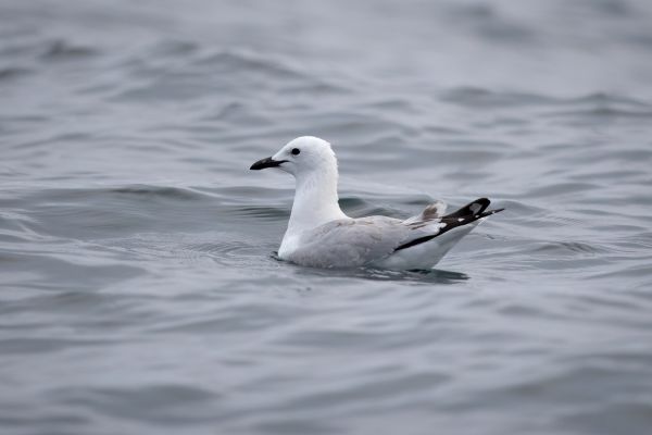 2019-03-04-black-billed-gull-000393EEEF85-E752-0BBB-7021-2A7815B4DB6A.jpg
