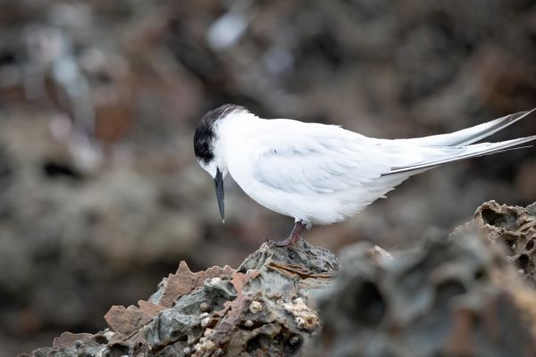 2019-03-04-white-fronted-tern-000450677018-150D-2109-4809-C4DB1690CEEE.jpg