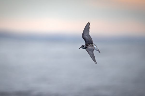 2019-03-11-black-fronted-tern-00099BF42A66-28CC-197D-64F8-6193990B0D6A.jpg