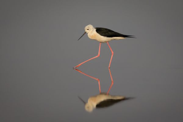 Pied Stilt
