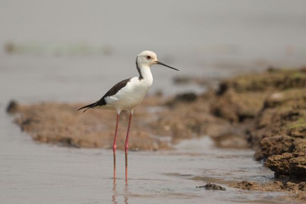 2016-02-19-black-winged-stilt-002635F3A8E7-750C-14F6-77EF-99DCBFD5A799.jpg