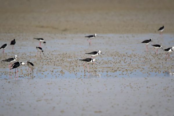 2019-02-25-pied-stilt-001564BD091D-C251-1A6D-B0DD-C093F07C6DA9.jpg