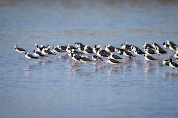 2019-02-26-pied-stilt-00243B2A03B9-E724-7F82-0249-F3B1526D4EE3.jpg