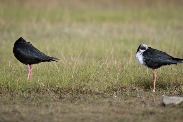 2019-03-08-black-stilt-00250E105CFB-F9C3-D5F2-2CA8-FAF8B89FC891.jpg