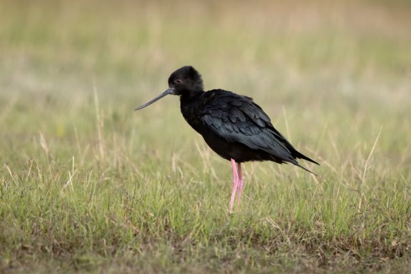 2019-03-08-black-stilt-005100750C15-B266-B1FE-F9E8-B861FB69400A.jpg