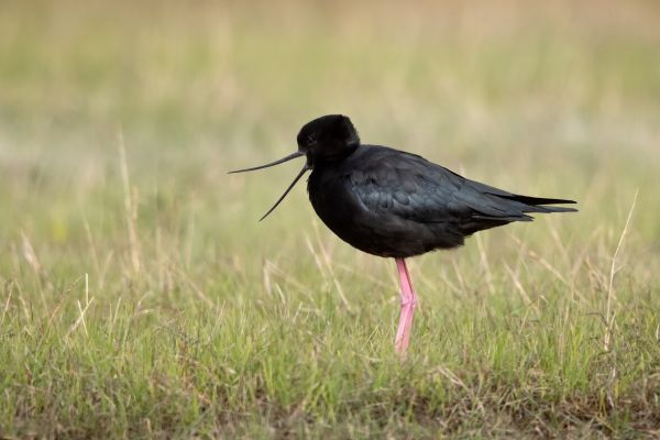 2019-03-08-black-stilt-0146EF4AC49A-ADB0-781A-45AF-36A4EED24FEB.jpg