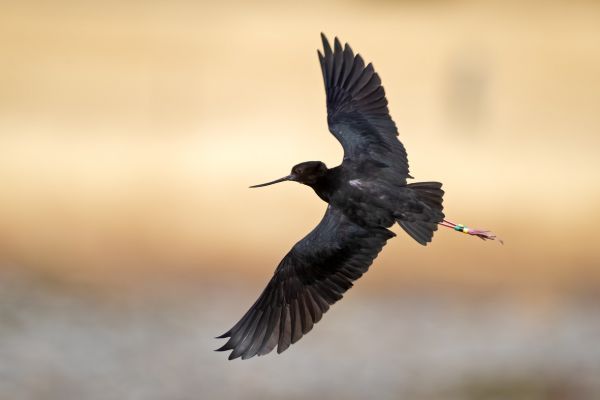 2019-03-08-black-stilt-0166025CCAFF-B0F1-89FB-FDE4-C25DF28CF0B4.jpg