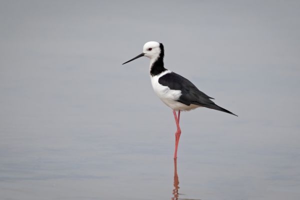2019-03-09-pied-stilt-0013AC2EAFF3-8A37-DA3F-3288-9E4CACC646E2.jpg