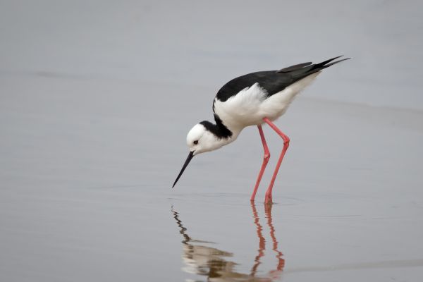 Pied Stilt