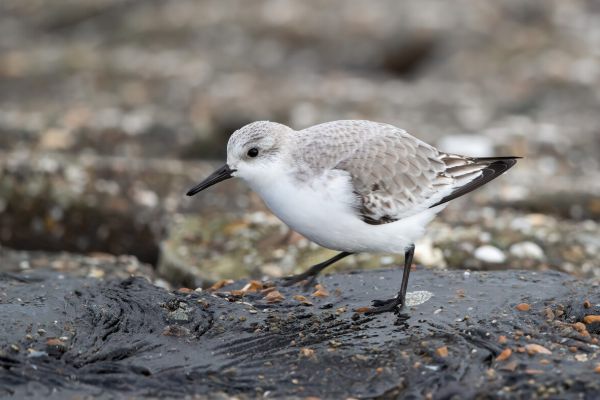 Sanderling