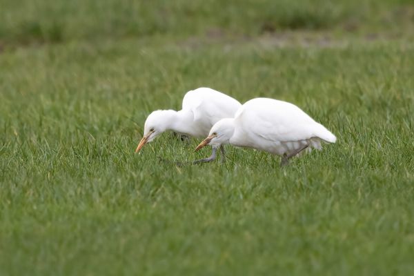Western Cattle Egret