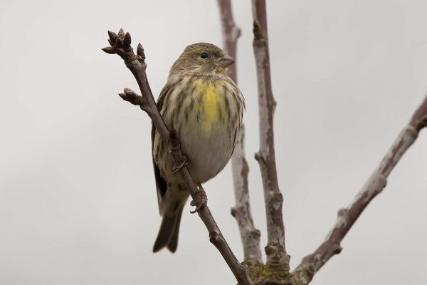 European Serin
