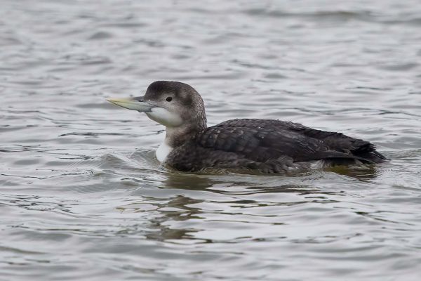 Yellow-billed Loon
