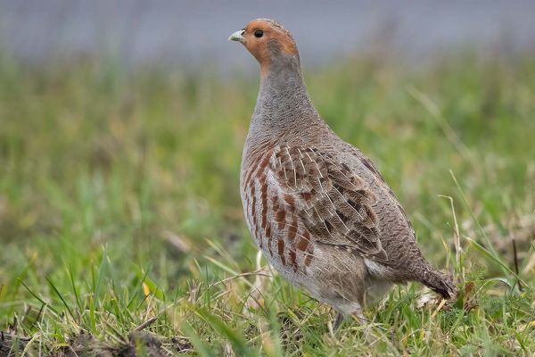 Grey Partridge