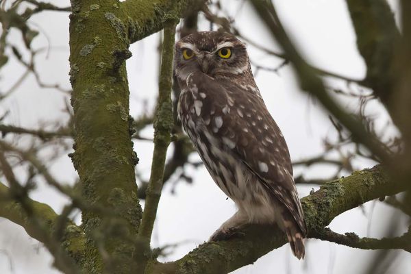 Little Owl