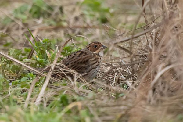 Little Bunting