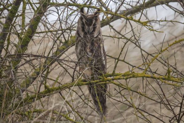 Long-eared Owl