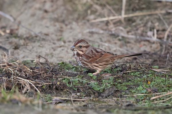 Song Sparrow