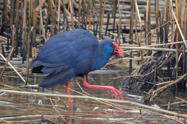 Western Swamphen