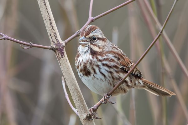 Song Sparrow