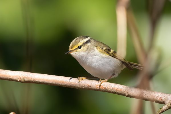 Pallas's Leaf Warbler