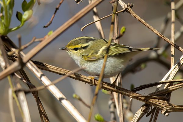 Pallas's Leaf Warbler