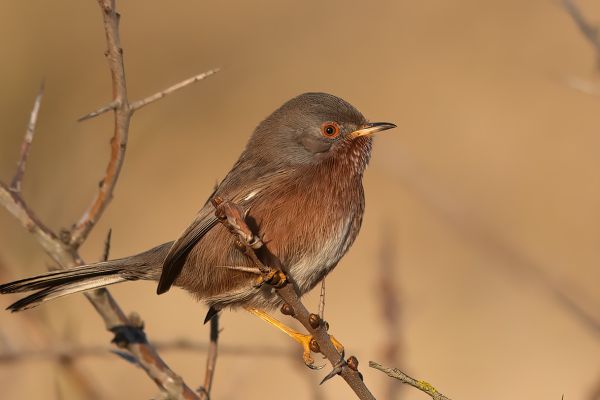 Dartford Warbler