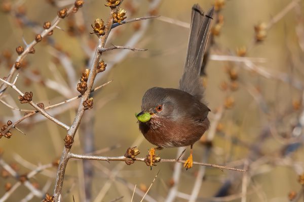 Dartford Warbler