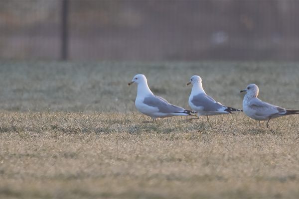 Ring-billed Gull